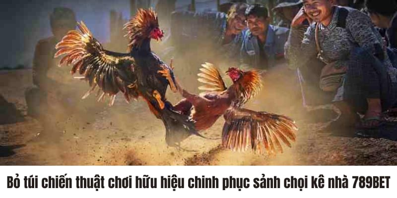 Bỏ túi chiến thuật chơi hữu hiệu chinh phục sảnh chọi kê nhà 789BET