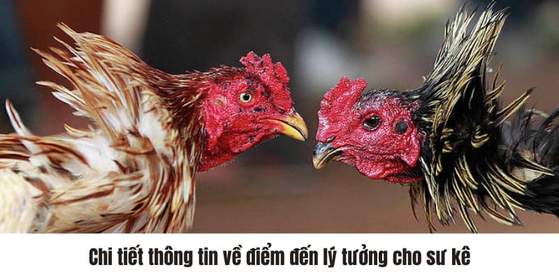 Chi tiết thông tin về điểm đến lý tưởng cho sư kê