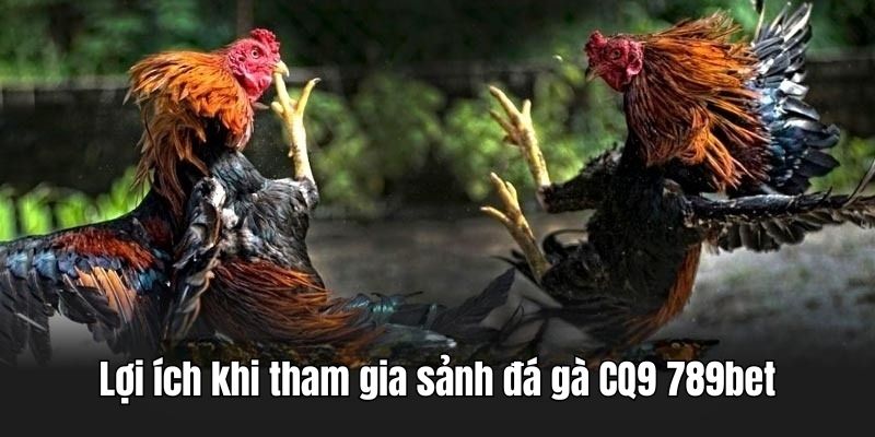 Lợi ích khi tham gia chọi kê tại sảnh CQ9 789bet